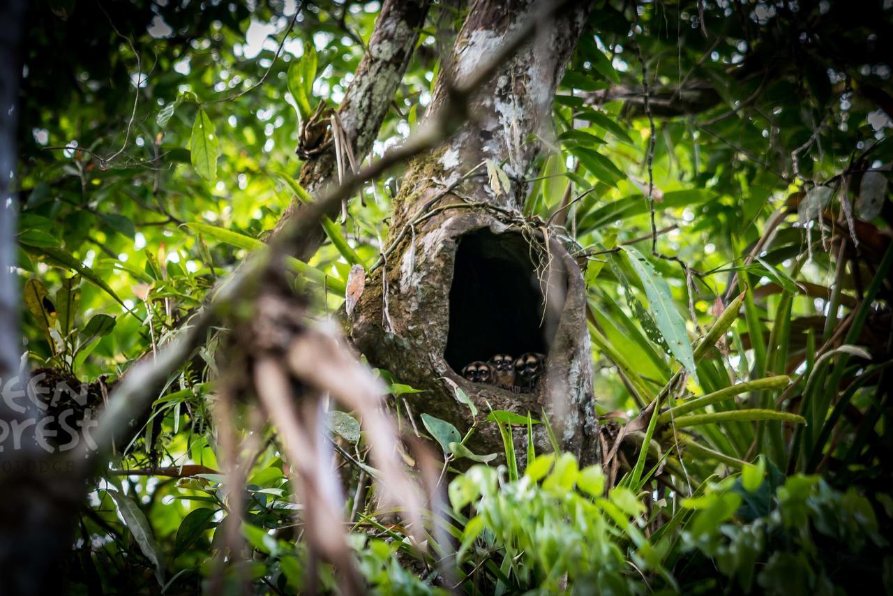 Green Forest Ecolodge Puerto Montufar Buitenkant foto