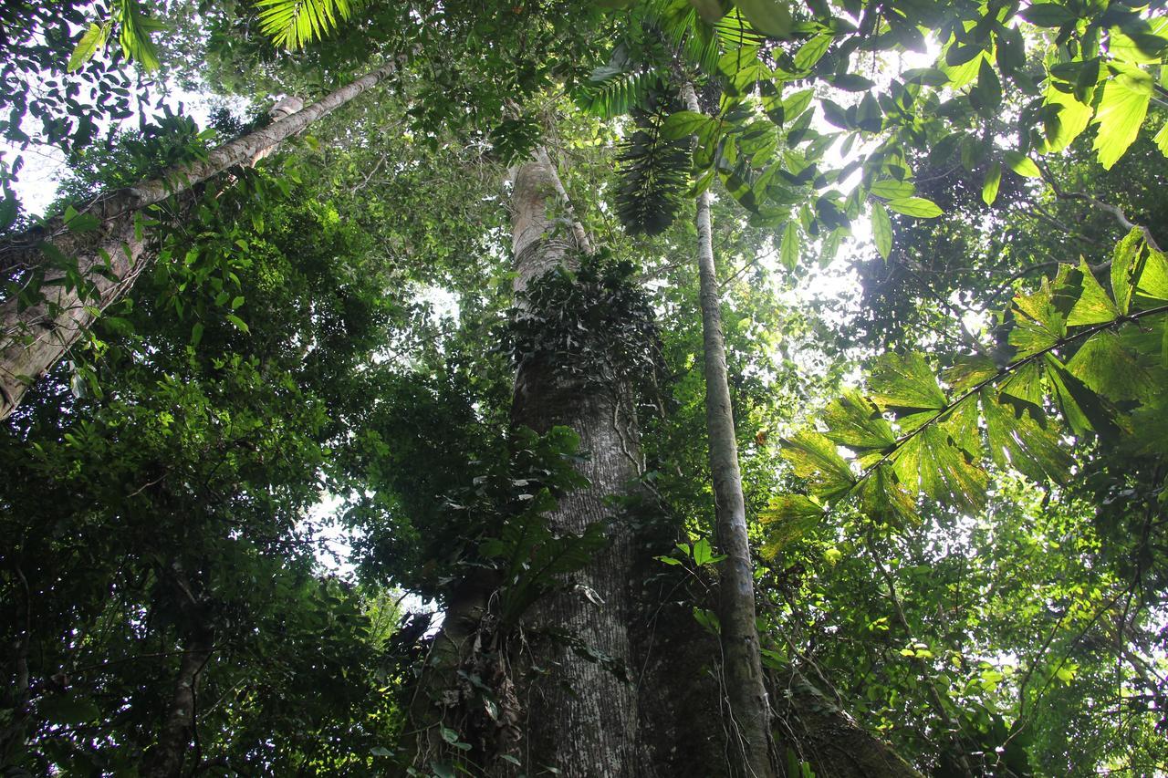 Green Forest Ecolodge Puerto Montufar Buitenkant foto