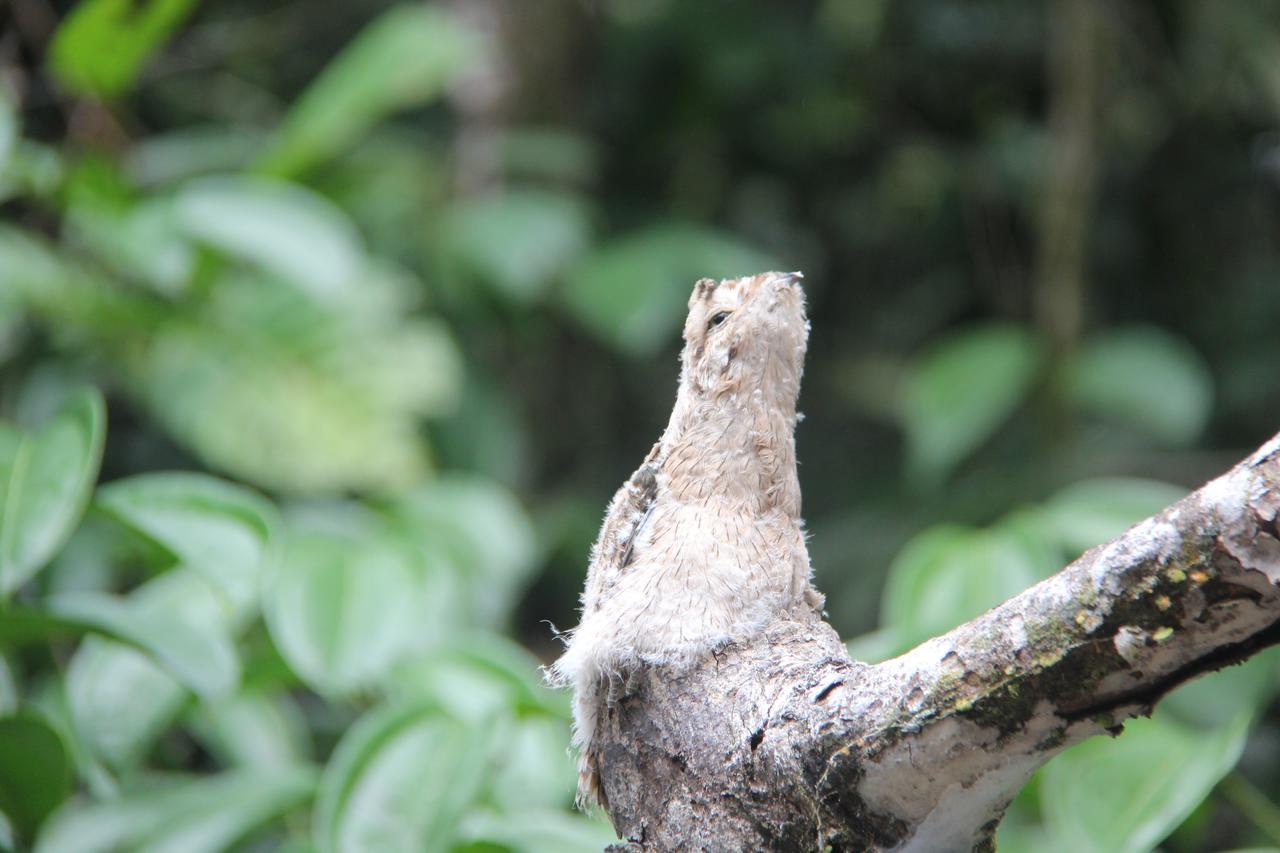 Green Forest Ecolodge Puerto Montufar Buitenkant foto
