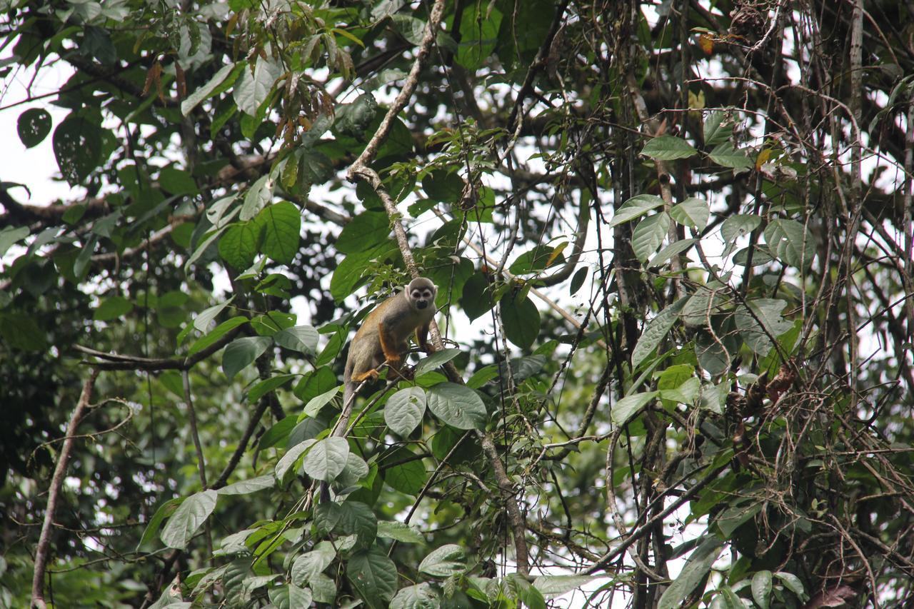 Green Forest Ecolodge Puerto Montufar Buitenkant foto